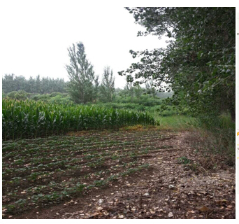 3̖  ��ɽ��ǧɽ�^(q��)��ꖚ��(zh��n)�O���´弯�w����ʹ�Ù�2̎