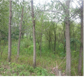 20̖ ��ɽ��ǧɽ�^(q��)�|��ɽ�(zh��n)ԭ������2̎����ʹ�Ù�