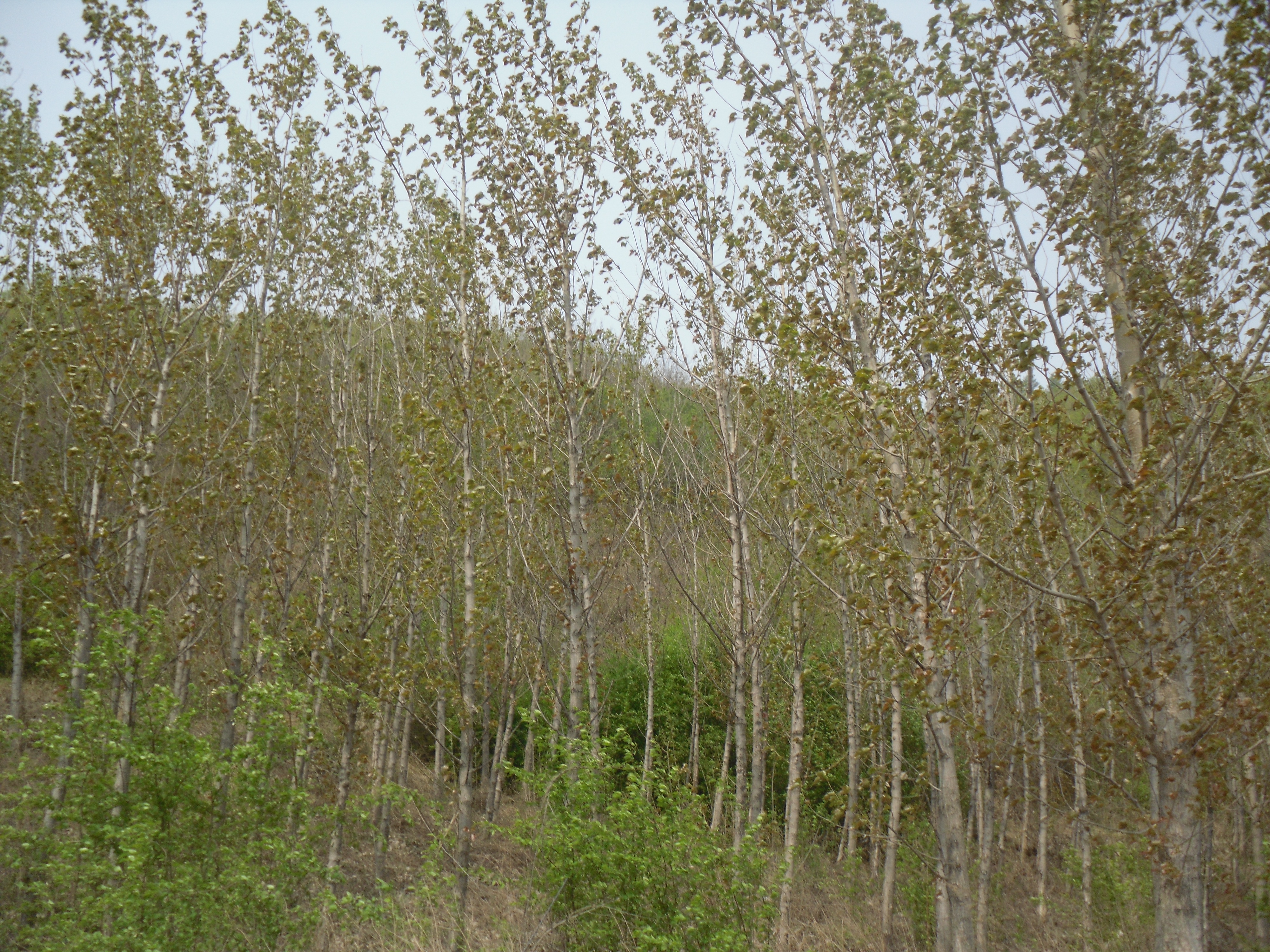 7̖ �����в���(zh��n)�������ӻ�ɽɽ��ʹ�Ù༰���ϴ̻���